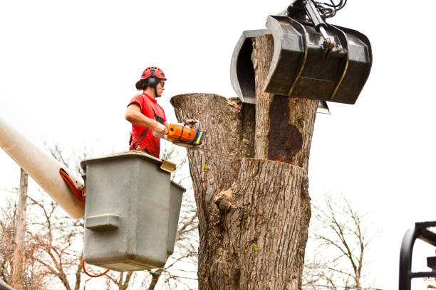 How Our Tree Care Process Works  in  Roland, AR